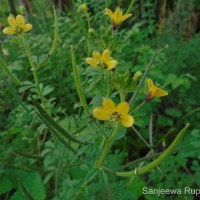 Cleome viscosa L.